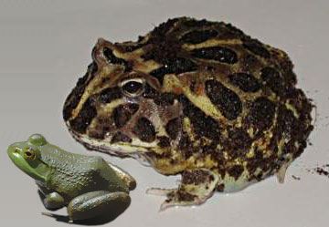 Goliath Toad